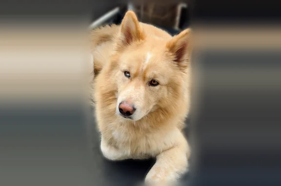 Lost dog, Forest Point Drive, 2917, Mansfield - cream-colored fluffy male, responds to Benjii - photo