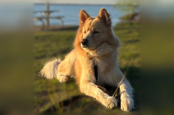 Lost dog, Forest Point Drive, 2917, Arlington - husky–Golden Retriever mix, friendly, responds to Benjii - photo
