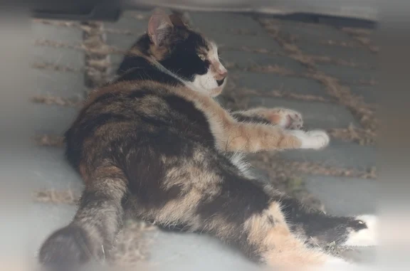 Chat trouvé Tours, photo: Chat trouvé, Avenue Gustave Eiffel, 26, Tours — chatte écailles de tortue avec collier gris/bleu