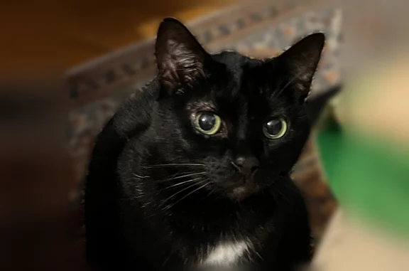 Chat perdu, Paris, photo: Perdu chat femelle, Rue Jean Jaurès, Villejuif, Paris - chatte noire, européenne
