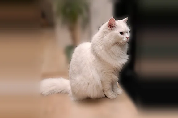 Chat perdu, Nantes, photo: Chat perdu mâle, Route de Thouaré, Sainte-Luce-sur-Loire, Nantes - blanc à poils longs
