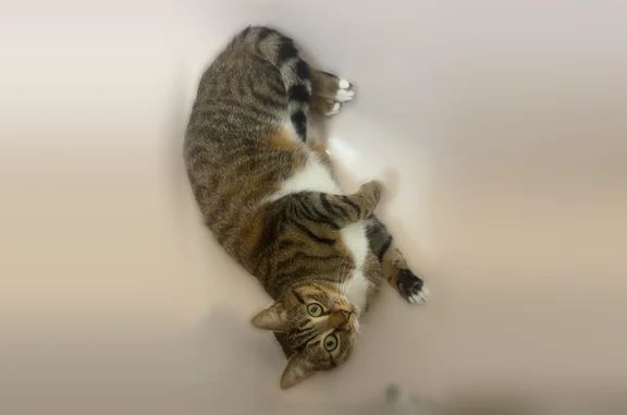 Chat perdu femelle, Saint-André-de-l'Eure, Normandie — tigrée, pucée, très craintive - photo