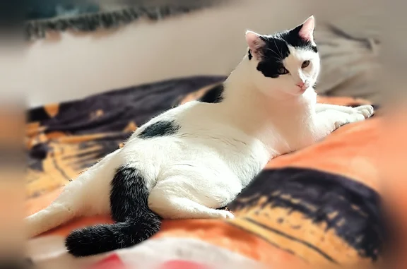 Chat perdu mâle, Rue Levavasseur, 1, Angers - blanc avec queue noire - photo