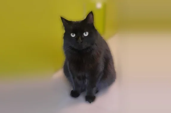 Chat perdu mâle, Rue du Champ de Loche, 38, Luc-en-Diois, Lyon - noir, poils longs - photo
