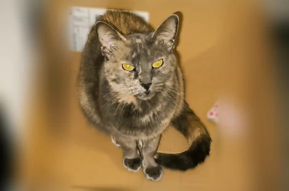 Chat perdu femelle, Chemin du Vallonet, Roquebrune-Cap-Martin - grise et beige - photo