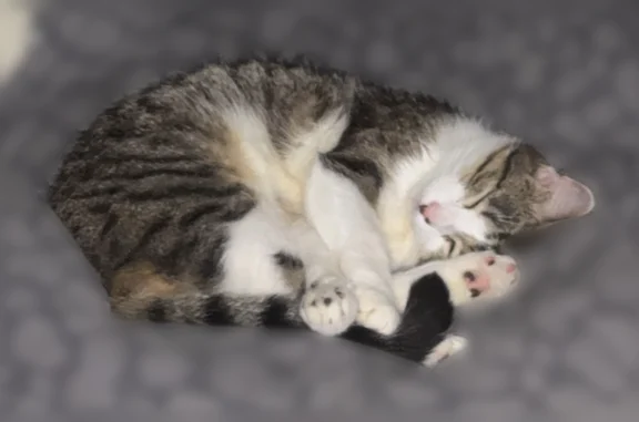 Chat perdu mâle, Rue Saint Martin, 95, Vesoul — très peureux - photo