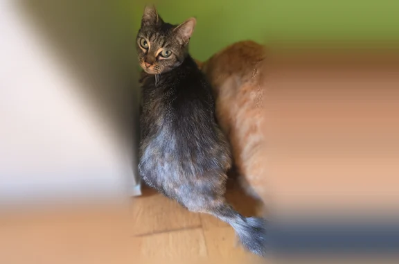 Perdu Chat femelle, Rue Pierre Feutren, 12, Paimpol - tigrée grise - photo