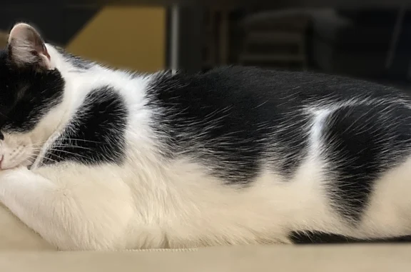 Chat perdu, Avenue du Clavier, Lagord - mâle très menu et docile - photo