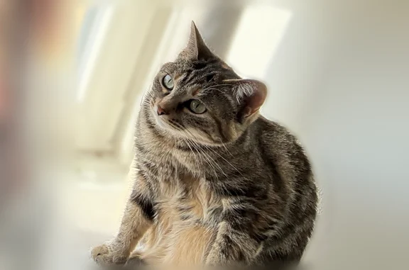 Chat perdu, Paris, photo: Perdu chat femelle, Paris - petite, poils courts, stérilisée