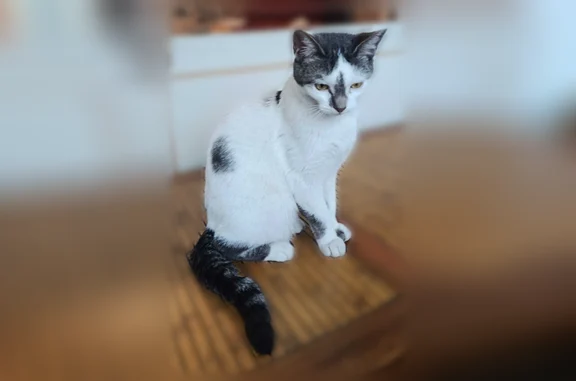 Chat perdu femelle, Avenue Lombart, 12, Le Chesnay - blanche tacheté, yeux verts - photo
