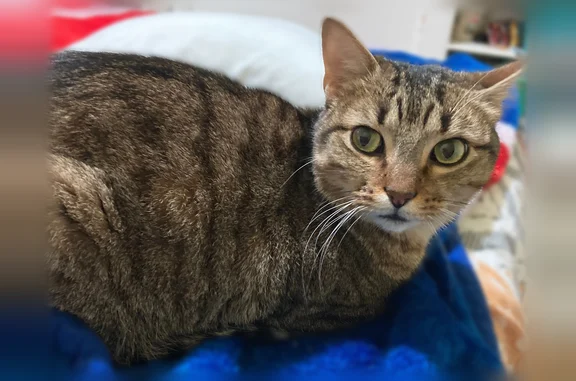 Chat perdu, Saint-Junien, photo: Chat perdu mâle, Espace Bellevue de Glane, Saint-Junien - a peur des gros chiens