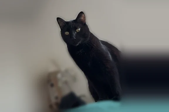 Chat perdu mâle, Avenue Pasteur, 19, Rouen, Rouen - noir, tache blanche légère sur le torse - photo