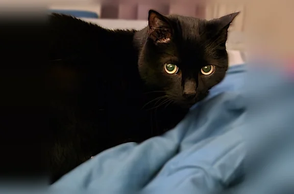Chat perdu, Dommartin-lès-Toul, photo: Chat perdu mâle, Impasse des Grèves, 9, Dommartin-lès-Toul - complètement noir, identifié et castré
