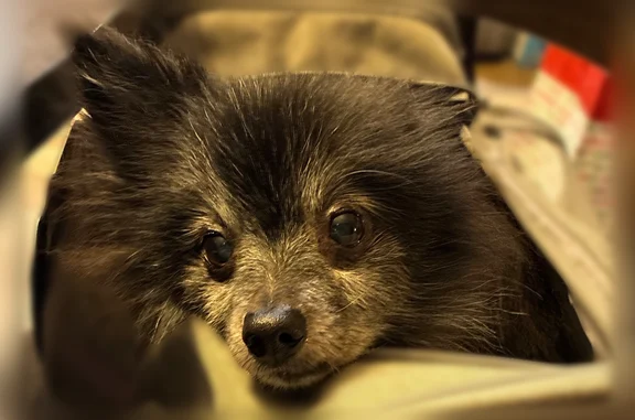 Lost and found pets Austell, photo: Lost dog, Water Oaks Drive, 5943, Austell - small black dog, black vest-style harness