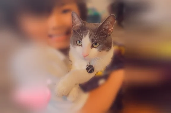 Lost and found pets Evansville, photo: Lost cat, Springfield Drive, 6256, Evansville - male