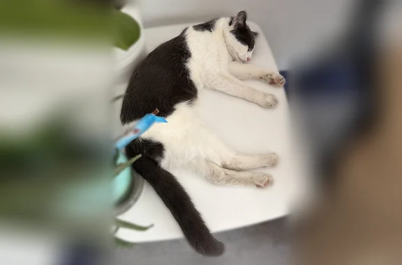 Animaux perdus et trouvés Paris, photo: Chat trouvé, Avenue du Tremblay, 11, Paris - femelle