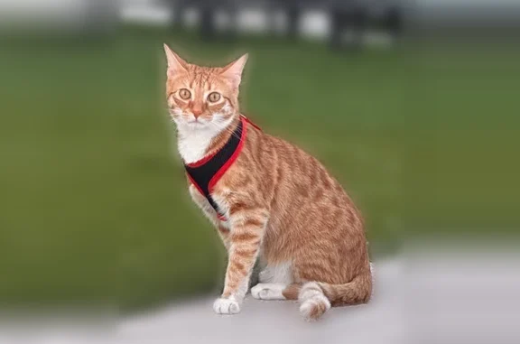Chat perdu, L'Echo, Saint-Ismier, Paris - mâle tigré roux et blanc - photo