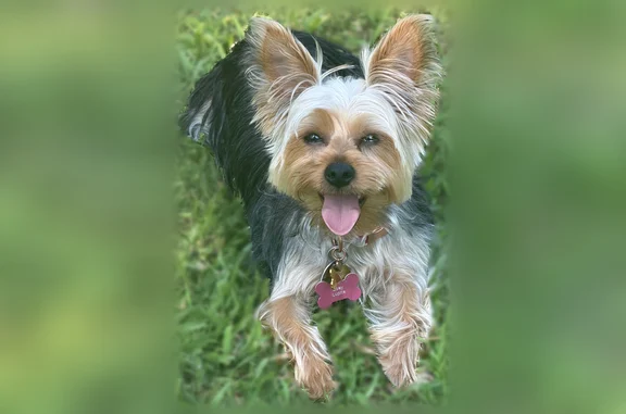 Lost dog, Portsmouth Drive, 6012, Forest Park, Flowery Branch - female, about 7 lbs, Yorkshire - photo