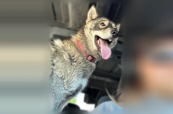 Lost dog, Minden Road, 6551, Palms, Belding - photo