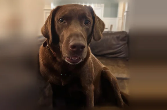 Lost dog, Dead Oak Road, Senoia - male, brown coat, hot spots on one leg - photo