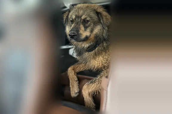 Lost and found pets Roeland Park, photo: Found dog, Fontana Drive, 4801, Roeland Park - male - wearing a shock collar