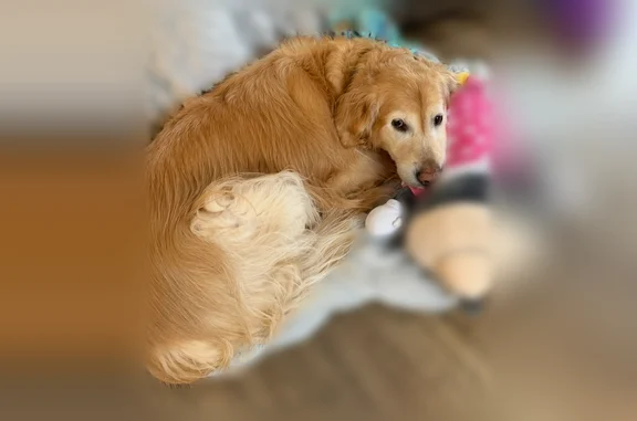 Lost dog, Merritt Street, 11950, Fife Lake, Detroit - male golden retriever, 10.5 years old - photo
