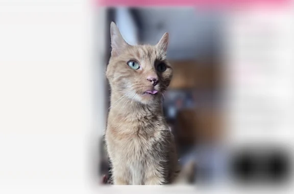 Lost and found pets Windsor, photo: Lost cat, Chase Street, Salem, Windsor — male orange tabby, microchipped