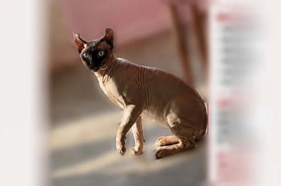 Lost cat, Chester Avenue, 6057, Philadelphia — male, hairless with curled ears and blue eyes - photo