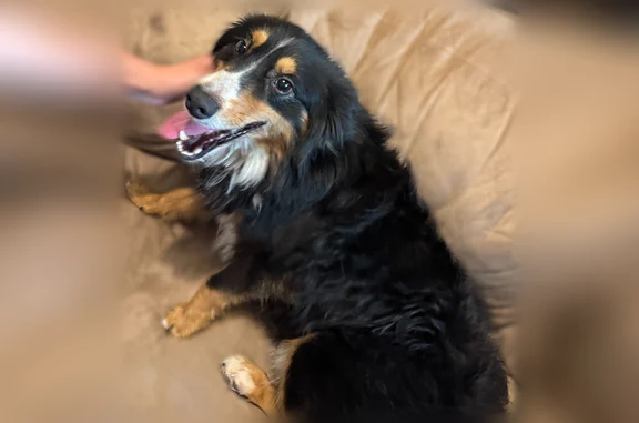 Found dog, Chapel Trail Circle...
