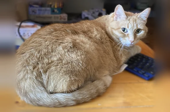 Lost and found pets Minneapolis, photo: Lost cat, 3rd Avenue South, Minneapolis - orange female, very friendly