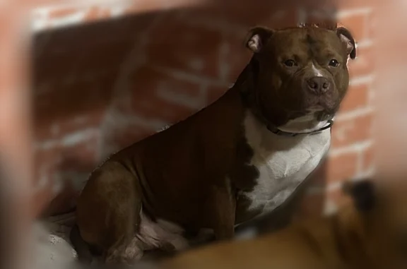 Lost and found pets Miami, photo: Lost dog, Northeast 165th Street, 320, Miami - male, dark brown and white, army green collar
