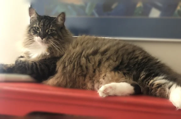 Lost cat, Pruett Place, 118, Knoxville — female, very fluffy tabby with a broad black stripe down her back - photo