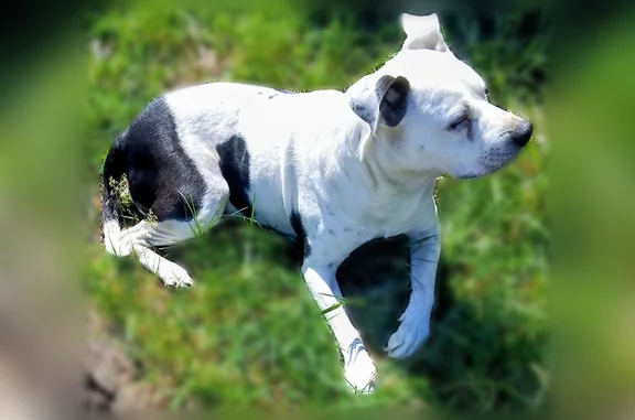 Lost and found pets Evansville, photo: Lost dog, Henning Avenue, 1400, Evansville - female spayed black and white pittie mix