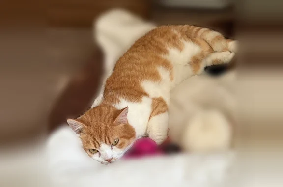 Chat perdu, Paris - mâle roux et blanc - photo