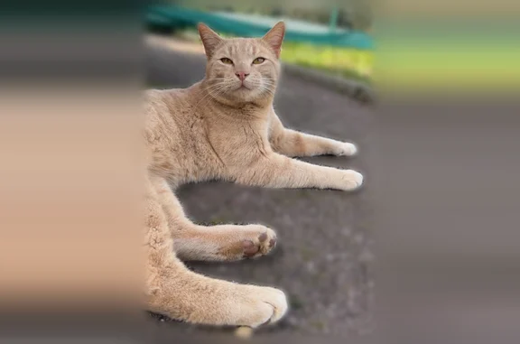 Chat perdu mâle, Bouzonville, Grand Est, Fourmies - crème/roux clair, yeux jaune/doré - photo
