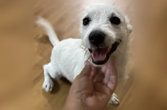 Found dog, South 16th Street,...