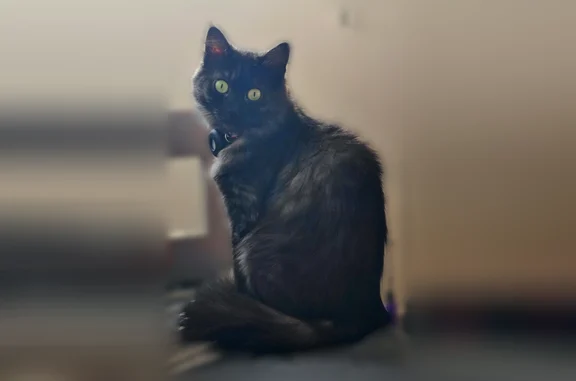 Chat perdu femelle, Avenue Émile Bertin-Sans, 4, Montpellier - poil mi-long noir, yeux verts - photo