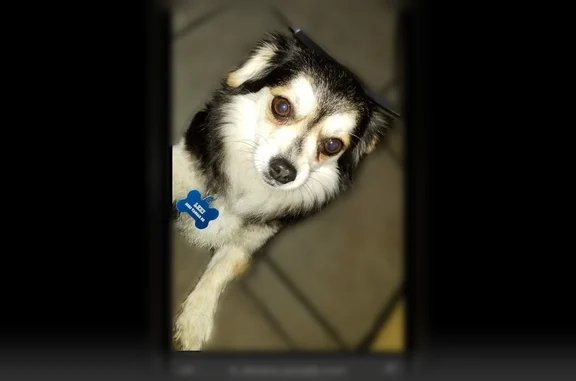 Lost and found pets Irving, photo: Lost dog, Bryn Mawr Drive, 2889, Irving - female with brown spots
