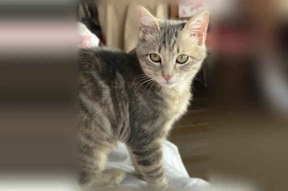 Petite chatte très fine (9mois) grise blanche et tachetée de beige. Elle possède un collier rouge …si elle ne l’a pas enlevé