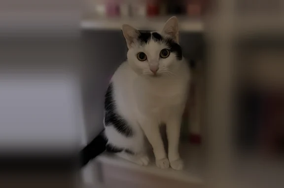 Chat perdu, Rue des Vergetiers, 20, Rouen - femelle, noir et blanc, craintif - photo