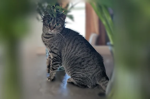 Lost and found pets Blaine, photo: Lost cat, Johnson Street Northeast, 9536, Blaine, Robbinsdale - female tabby with green eyes