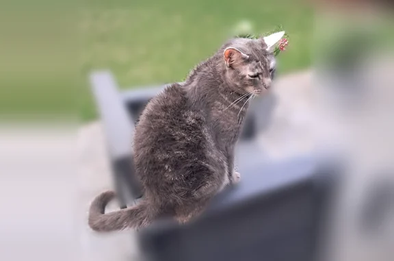 Chat perdu mâle, Rue Emile Zola, 259, Sainghin-en-Weppes, Lyon - tout gris avec les oreilles blanches - photo