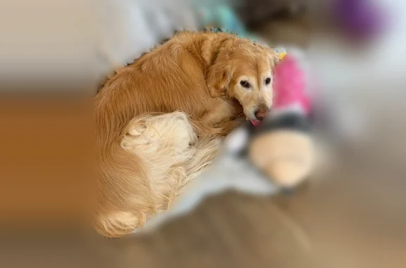 Lost dog, Merritt Street, Fife Lake, Southfield — 10 years old, very friendly - photo