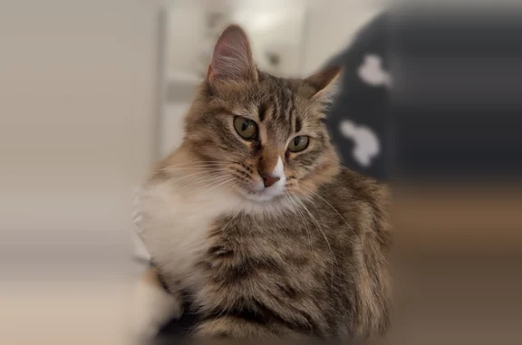 Chat perdu, Paris, photo: Chat perdu femelle, Chemin Saint-Roch, 326, Carpentras, Paris - pelage long et queue touffue