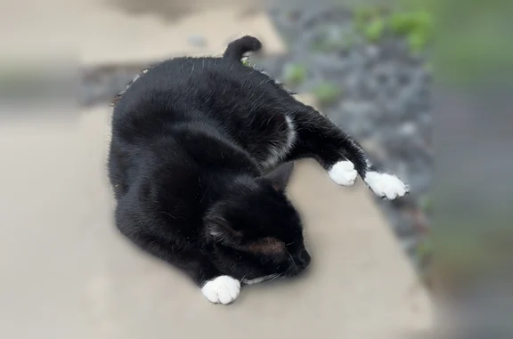 Lost and found pets Boston, photo: Found cat, Cotuit Street, 67, North Andover, Boston - tuxedo cat with a long white patch on its tummy