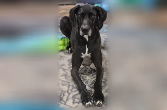 Lost dog, Old Glory Lane, 7020, Oklahoma City — female Great Dane with white chest, paws, and muzzle - photo