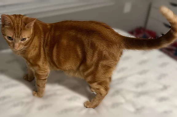 Lost and found pets Greenwood Village, photo: Lost cat, East Perry Parkway, 4490, Greenwood Village - male, orange, microchipped