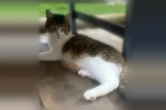 Chat perdu mâle, Allée Paul Christol, 3, Équihen-Plage, Outreau - calme, sociable, collier Seresto - photo