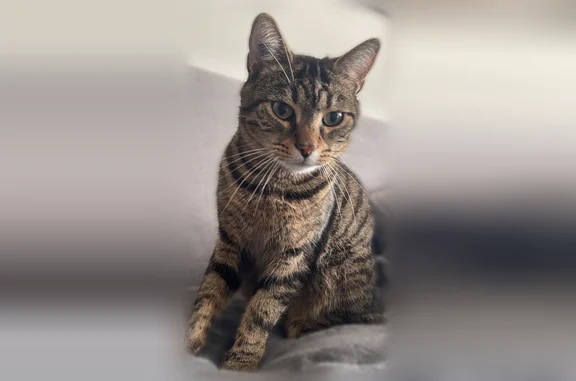 Chat perdu mâle, Allée d'Artois, Saran, Paris - tigré marron et noir - photo