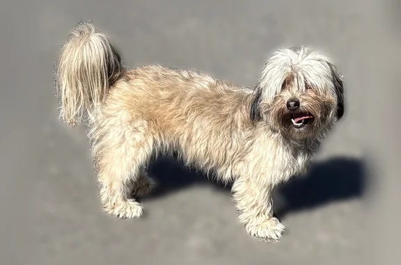 Found dog, South 250th Street,...